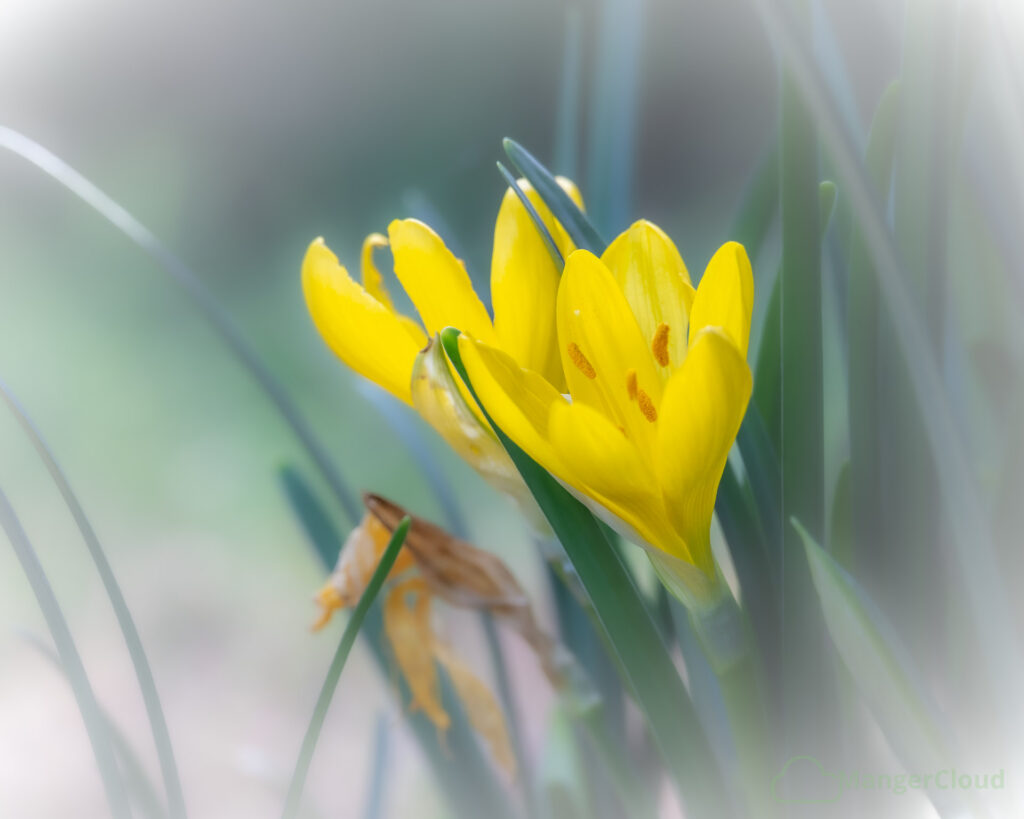 Herbst-Goldbecher
